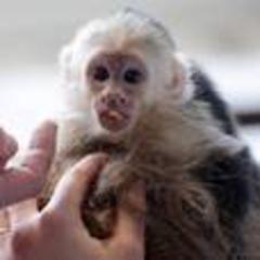 germany nationalises bieber monkey
