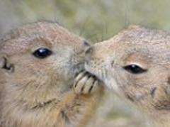 Cute prairie dogs appear to cup each other's faces and kiss in these adorable pictures