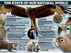 From hedgehogs to otters, our wildlife winners and losers: 60% of species decline... as others thrive