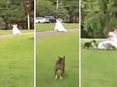 Runaway, bride! Woman in wedding dress flees as she is chased across grass by excitable dog