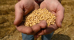 bowman v. monsanto: the price we all pay for roundup ready seeds