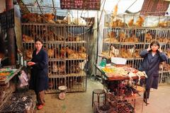 The end of H7N9? No new bird flu cases reported in over a week