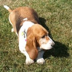 basset hound meet and greet returns june 9