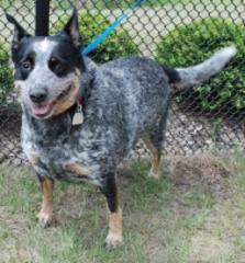 Love, Exercise and a Home Top Pup's Wish List