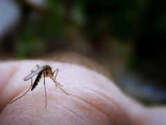 naperville mosquito control program now underway