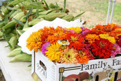 Weekly Farmers' Market Begins Wednesday in Downtown Toms River