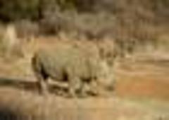 Princes Call For Illegal Wildlife Trade Ban