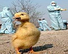 Bird flu costs China industry $65 bn: state media
