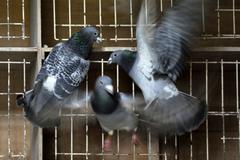racing pigeon sale nets $400,000