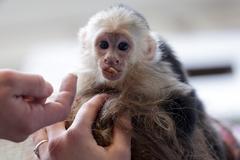 Justin Bieber’s Monkey to Become German Property